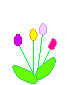 Цветы Разноцветные тюльпаны аватар