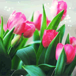 Цветы Красивые ярко-розовые тюльпаны аватар