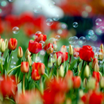 Цветы Над красными тюльпанами летают мыльные пузыри аватар