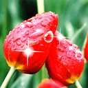 Цветы Капельки дождя скатываются с тюльпанов аватар