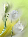 Цветы Тюльпаны для Вероники аватар