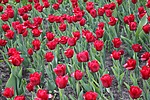Цветы Тюльпаны для Женечки аватар