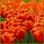 Цветы Поле оранжевых тюльпанов аватар