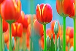 Цветы Тюльпаны для Вики аватар