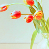 Цветы Тюльпаны в прозрачной вазе аватар