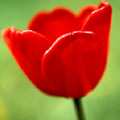 Цветы Тюльпан красный аватар