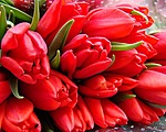 Цветы Тюльпаны для Шурочки аватар