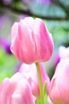 Цветы Нежный тюльпан аватар