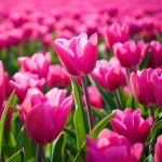 Цветы Поле тюльпанов ярких и свежих аватар
