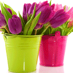 Цветы Два ведерка с тюльпанами аватар