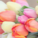 Цветы Разноцветные тюльпаны в подарок аватар