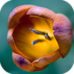 Цветы Тюльпан необычной окраски аватар