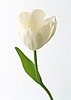Цветы Белый тюльпан аватар