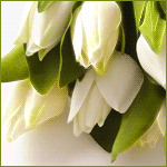 Цветы Белые тюльпаны в зелени листвы аватар