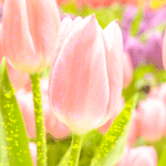 Цветы Розовые тюльпаны освещены солнцем аватар