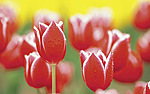 Цветы Тюльпаны для Тани аватар