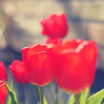 Цветы Красные тюльпаны с большими головками аватар