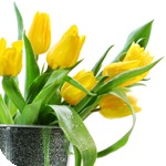 Цветы Желтые тюльпаны устремлены к солнцу аватар