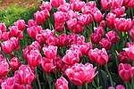 Цветы Тюльпаны для Татьяны аватар
