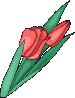 Цветы Нарисованные тюльпаны аватар