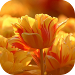 Цветы Желтые тюльпаны аватар