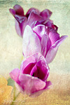 Цветы Тюльпаны для Валерии аватар