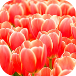Цветы Красные тюльпаны готовы к отправке аватар