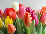Цветы Тюльпаны для Анечки аватар