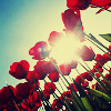 Цветы Сквозь тюльпаны пробивается солнце аватар
