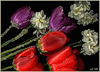 Цветы Букет тюльпанов на черном фоне аватар
