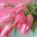 Цветы Розовые тюльпаны аватар