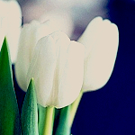 Цветы Белые тюльпаны для любимой аватар