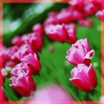 Цветы Поле красных тюльпанов аватар