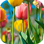 Цветы Тюльпаны разноцветные аватар
