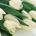 Цветы Белые тюльпаны аватар