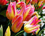 Цветы Тюльпаны для Катерины аватар
