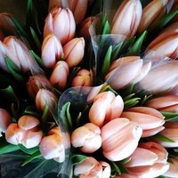 Цветы Букет тюльпанов бежевых аватар