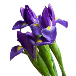 Цветы Ирис синий аватар
