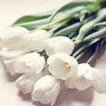 Цветы Белые тюльпаны свежесорванные аватар