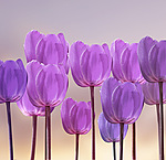 Цветы Тюльпаны для Александры аватар