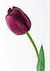 Цветы Тюльпан бардовый аватар