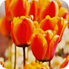 Цветы Тюльпаны красные аватар