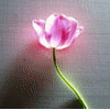 Цветы Тюльпан с подсветкой аватар