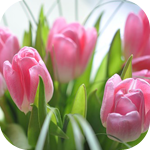 Цветы Розовые тюльпаны с нежной тонкой листвой аватар