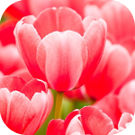 Цветы Бледно-красные тюльпаны аватар