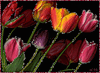 Цветы Бордовые тюльпаны на черном фоне аватар