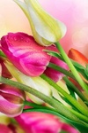 Цветы Букет нежных тюльпанов аватар