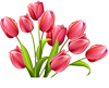 Цветы Красные тюльпаны аватар