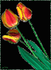 Цветы Тюльпаны с желтой окантовкой аватар