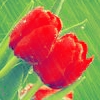 Цветы Тюльпаны цветут вместе аватар